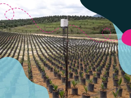 Tree plantation